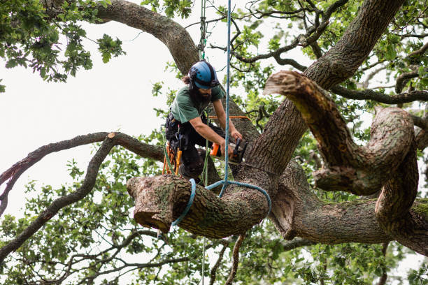 How Our Tree Care Process Works  in  Rancho Tehama Reserve, CA