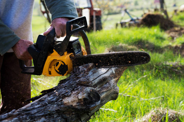 Trusted Rancho Tehama Reserve, CA Tree Services Experts